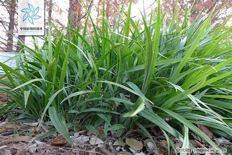 风水树有哪些_常见宅院风水树有哪些,第20张 风水树有哪些_常见宅院风水树有哪些,第20张